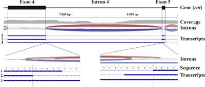 Mitochondrial genome annotation with MFannot: a critical analysis of gene identification and gene model prediction